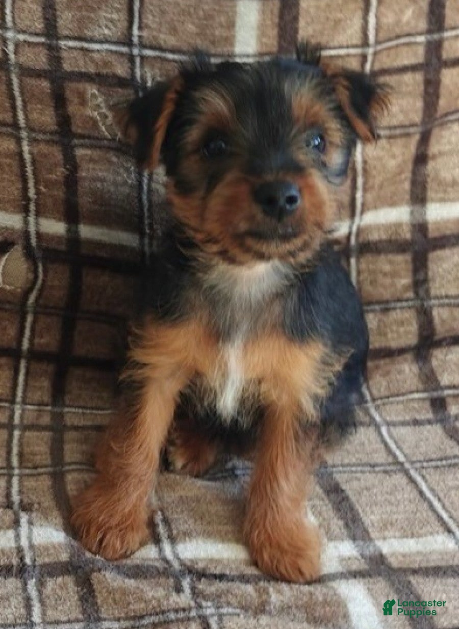 Yorkshire Terrier dogs Betty - Ad 2