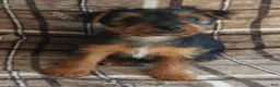 Yorkshire Terrier dogs for sale: Betty - Ad 2