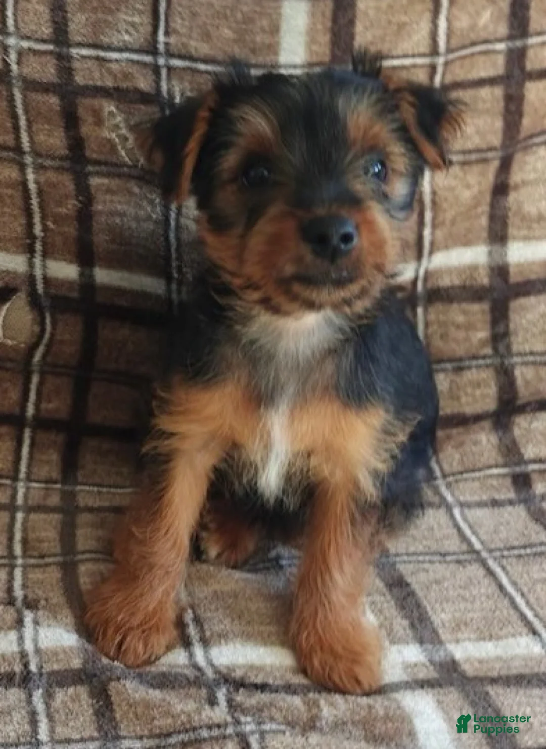 Yorkshire Terrier dogs for sale: Betty - Ad 2