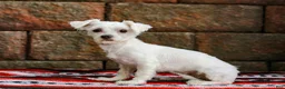 Maltipoo dogs for sale: Crystal - Ad 8