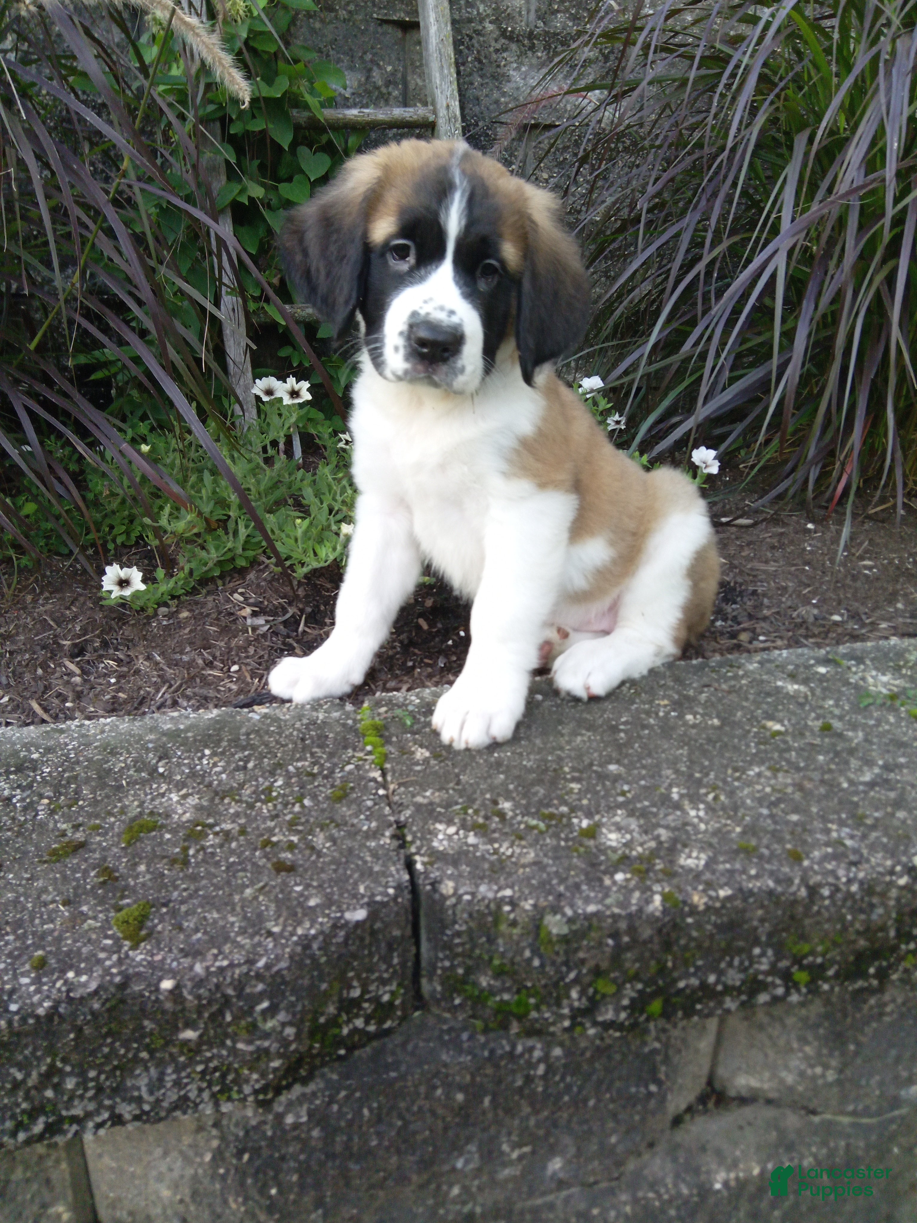 Saint Bernard dogs Carla  - Ad 26