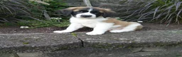 Saint Bernard dogs for sale: Carla  - Ad 1