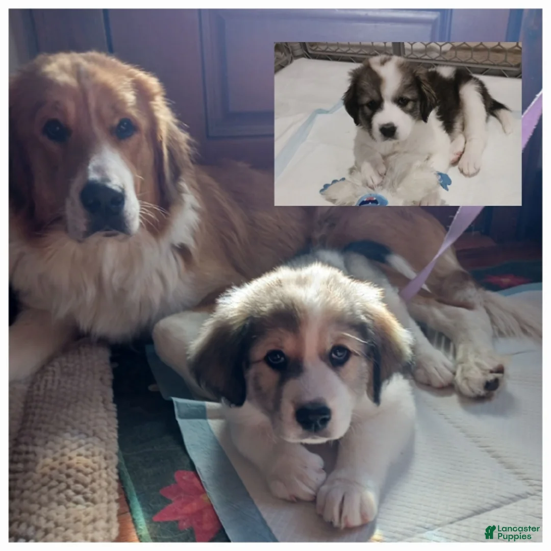 Mixed Breed dogs for sale: Mixed Breed Puppy 1 - Ad 1
