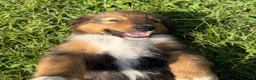 Mixed Breed dogs for sale: Miley - Ad 7