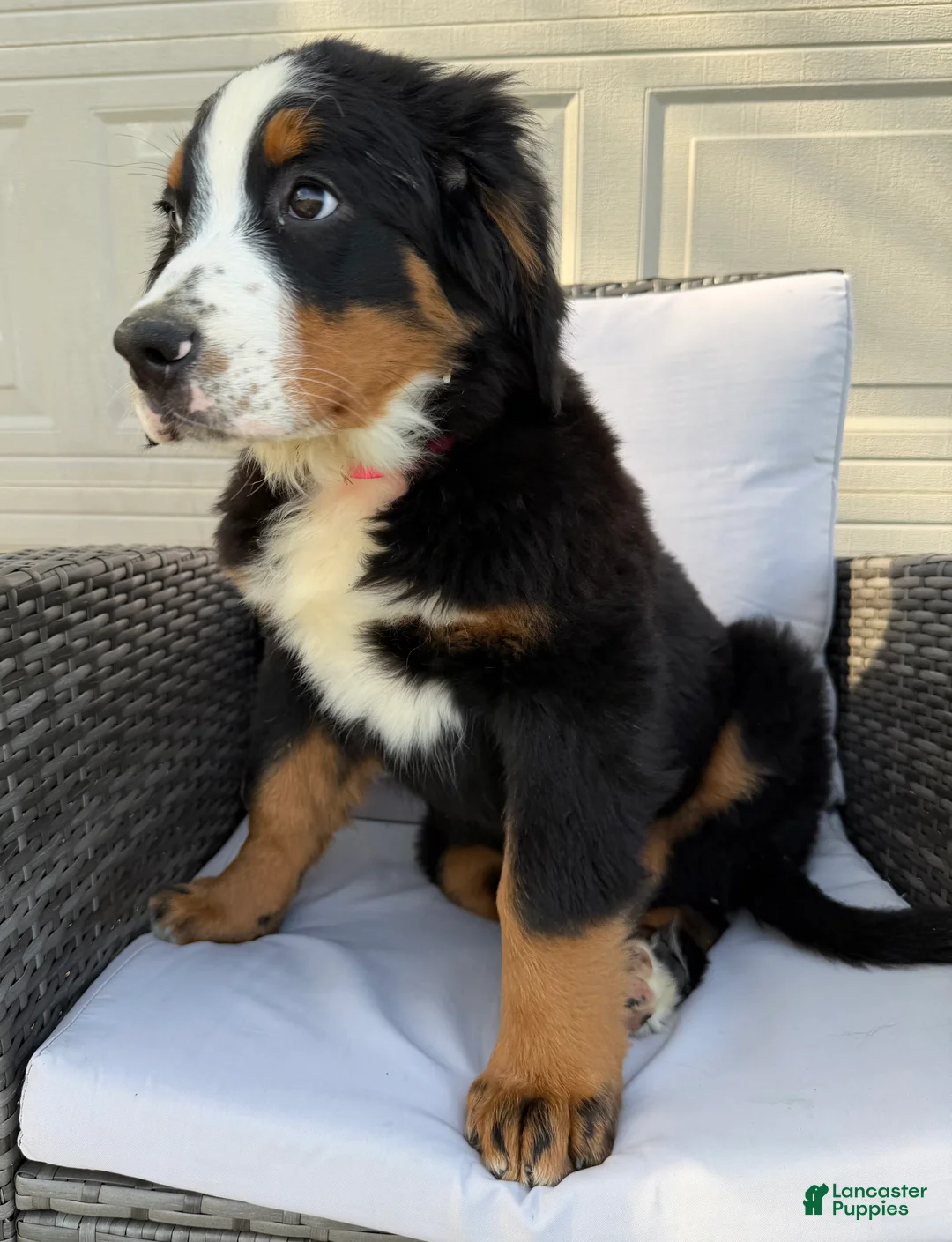 Bernese Mountain Dog dogs for sale: Pixie - Ad 2
