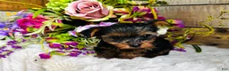 Yorkshire Terrier dogs for sale: Madeleine   - Ad 9