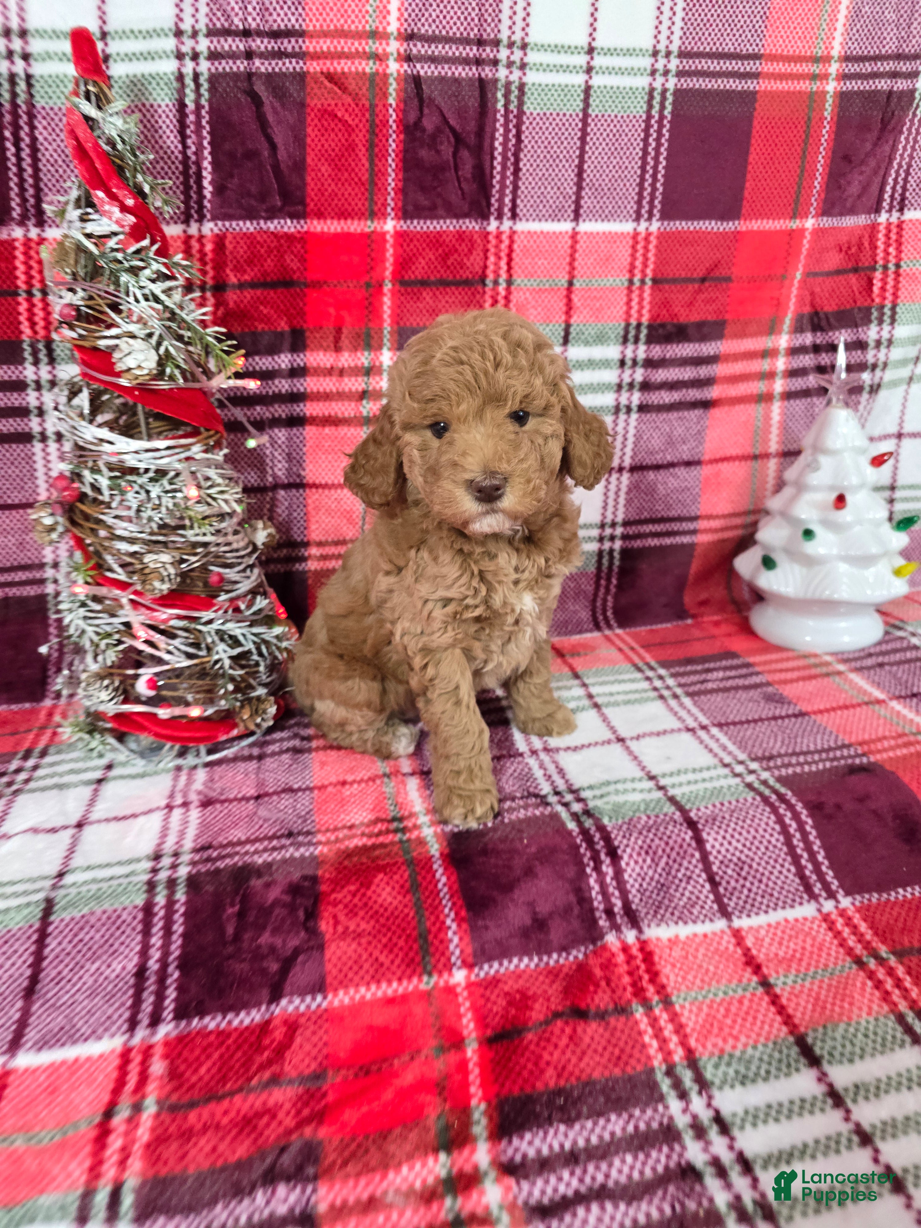 Mini Goldendoodle dogs Ribbon - Ad 40