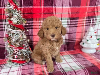 Mini Goldendoodle dogs for sale: Ribbon - Ad 1