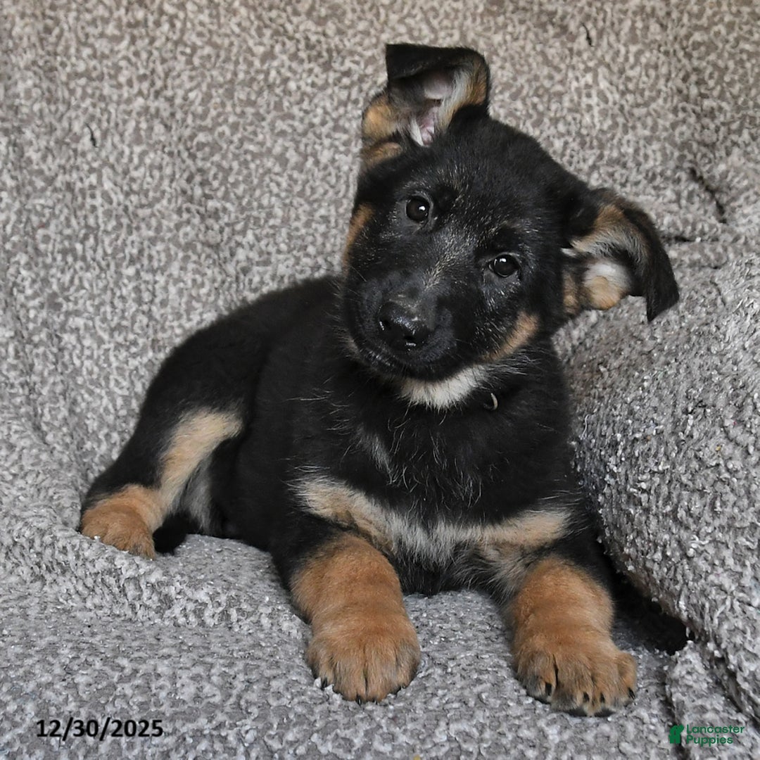 German Shepherd dogs for sale: Scarlet - Ad 1