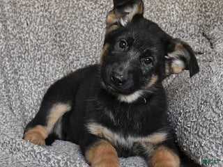 German Shepherd dogs Scarlet - Ad 28