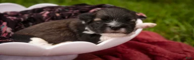 Carrie Havanese 