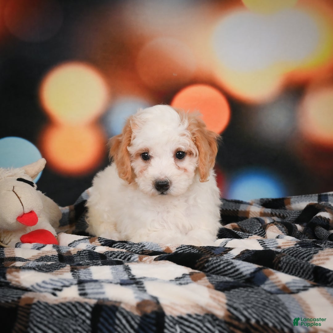 Mini Bernedoodle dogs for sale: Mable - Ad 3