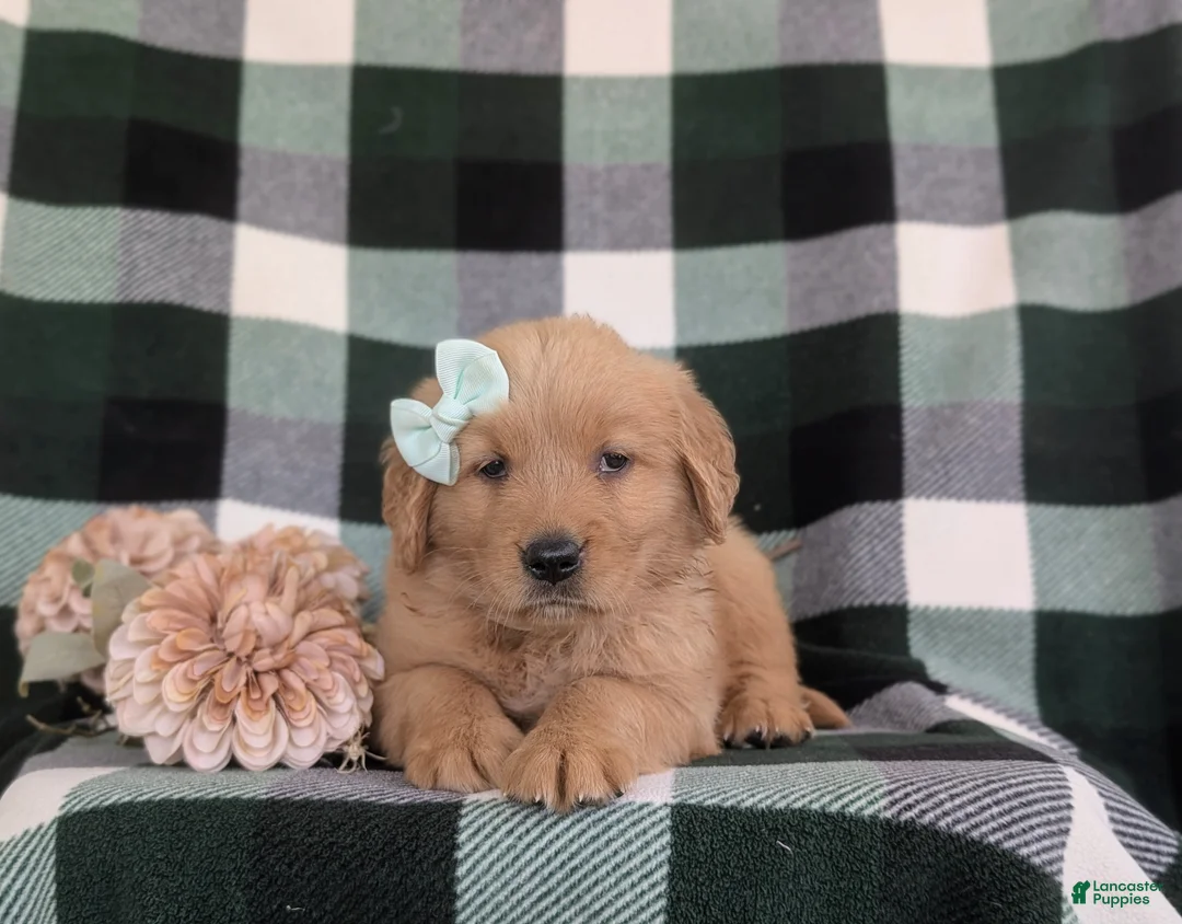 Golden Retriever dogs for sale: Maisy - Ad 5