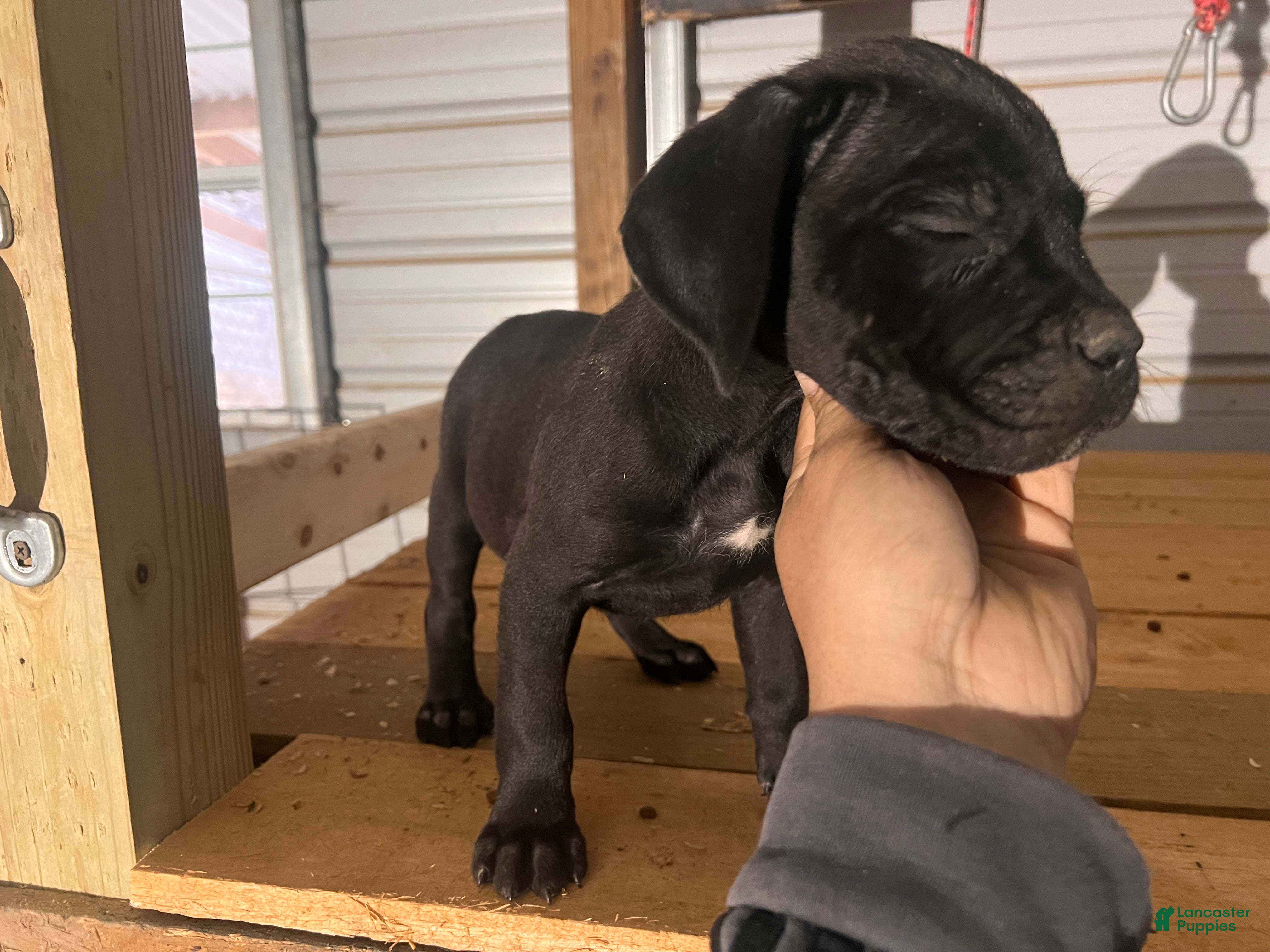 Cane Corso dogs Cane Corso Puppy 5 - Ad 7
