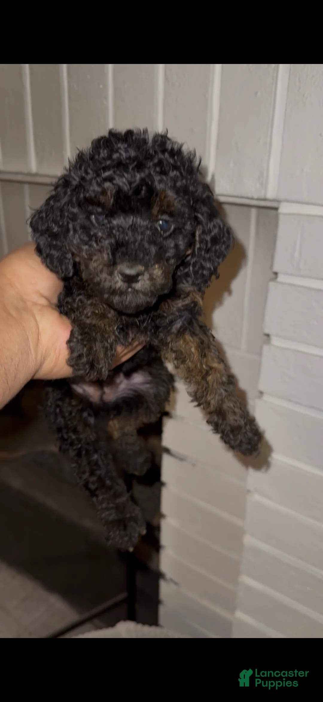 Toy Poodle dogs for sale: Toy Poodle Puppy 2 - Ad 1