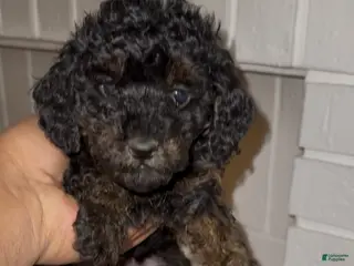 Toy Poodle dogs Toy Poodle Puppy 2 - Ad 8