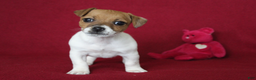 Jack Russell Terrier dogs for sale: Jack Russell Terrier Puppy 1 - Ad 6