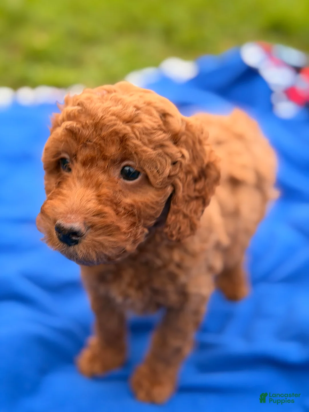 Mini Goldendoodle dogs for sale: Dasher - Ad 5