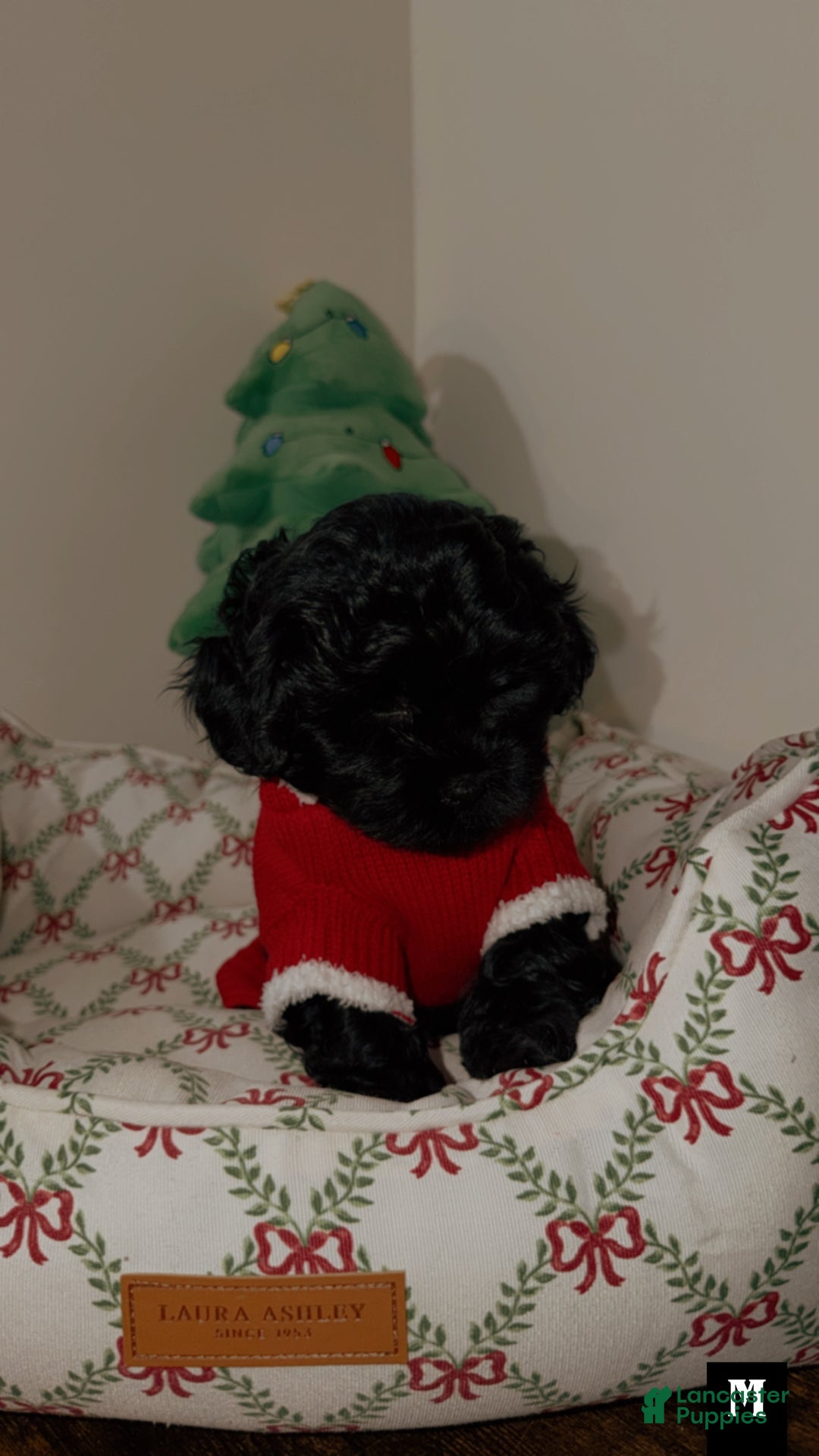 Shihpoo dogs for sale: Midnight  - Ad 1