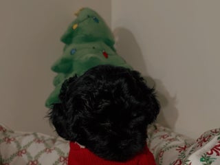 Shihpoo dogs Midnight - Ad 41