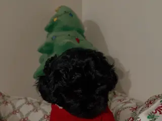 Shihpoo dogs Midnight - Ad 33