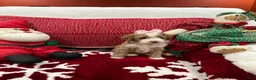 Mini Goldendoodle dogs for sale: Petite Mini Goldendoodle Babydoll - Ad 2