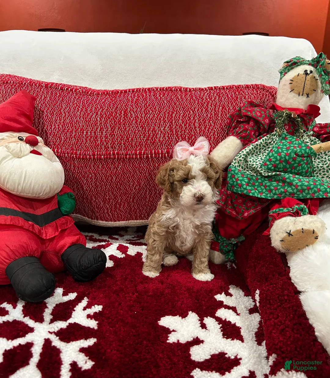 Mini Goldendoodle dogs for sale: Petite Mini Goldendoodle Babydoll - Ad 2