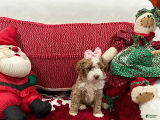 Mini Goldendoodle dogs Petite Mini Goldendoodle Babydoll - Ad 2