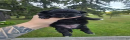 Pekingese dogs for sale: Daliah  - Ad 2