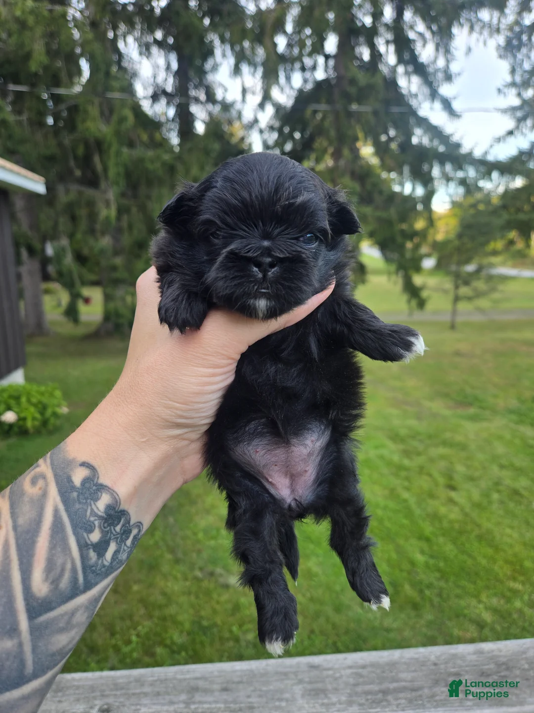 Pekingese dogs for sale: Daliah  - Ad 2