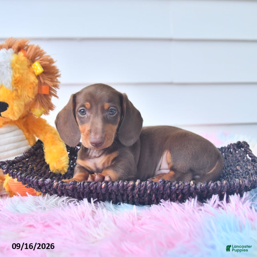 Miniature Dachshund dogs Fletcher - Ad 2