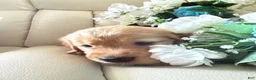 Golden Retriever dogs for sale: Golden Retriever 1 - Ad 3