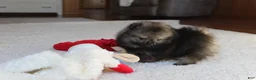 Pomeranian dogs for sale: Tiny Timmy - Ad 11