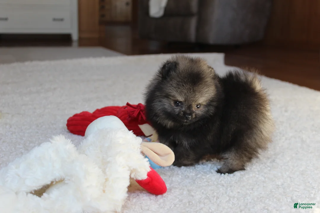 Pomeranian dogs for sale: Tiny Timmy - Ad 11