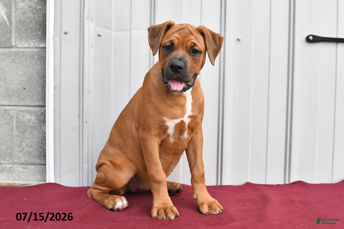 Mixed Breed dogs Betsy - Ad 1