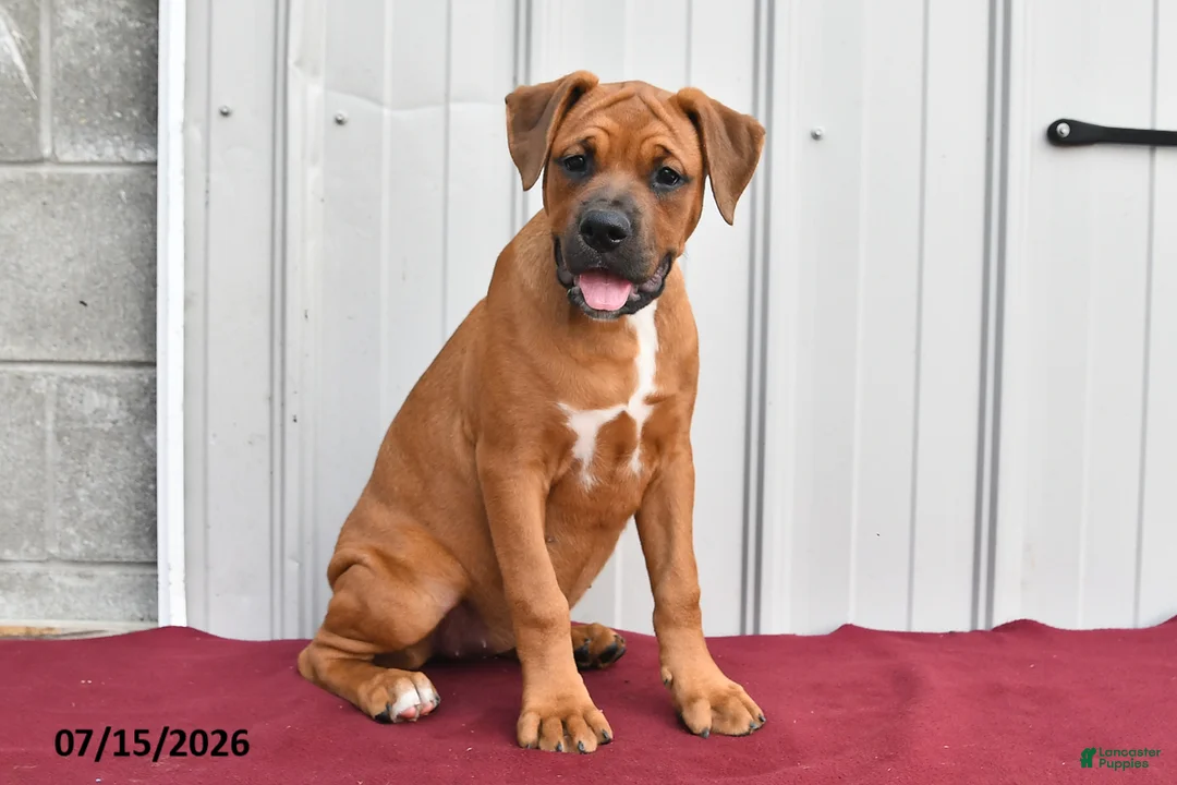 Mixed Breed dogs for sale: Betsy - Ad 1
