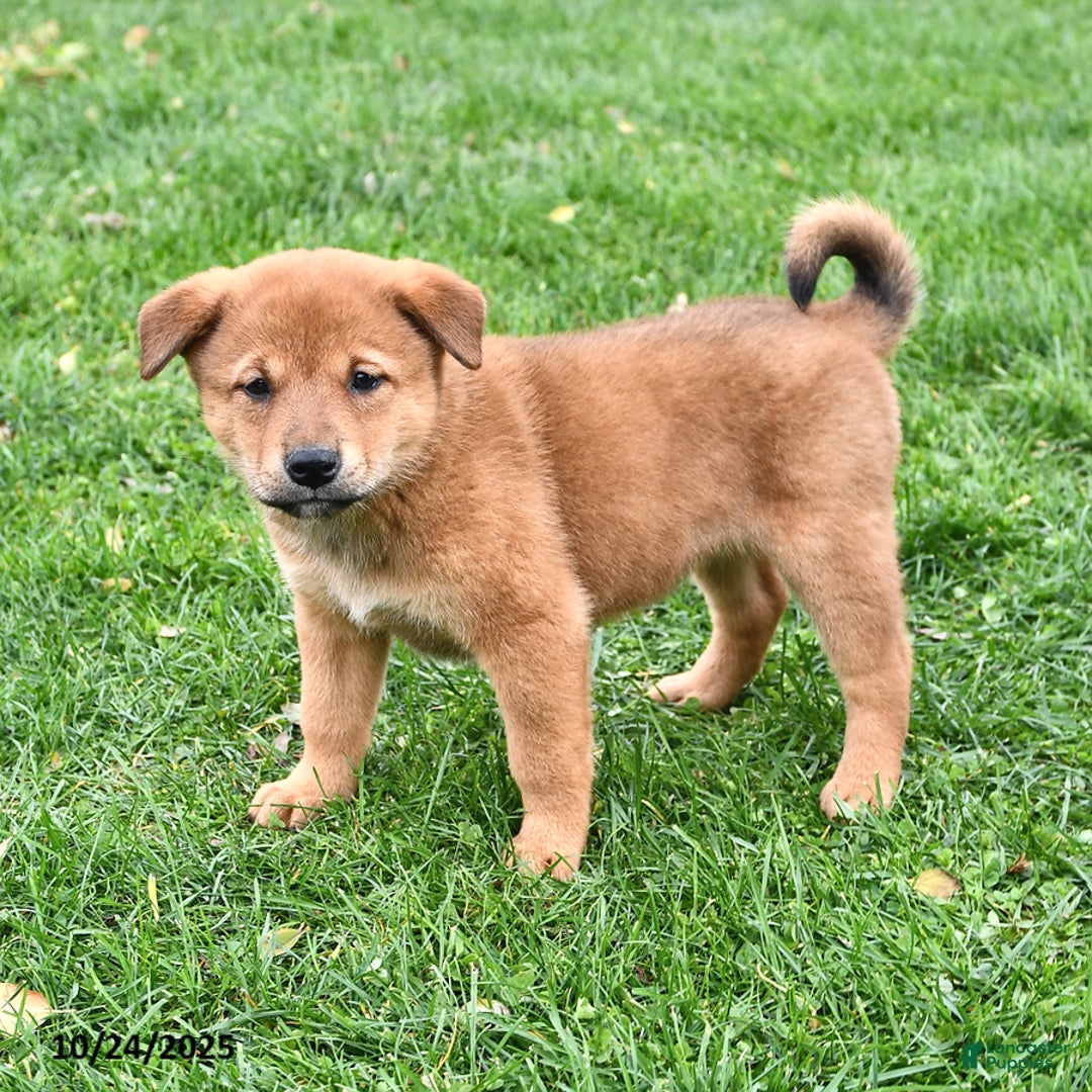 Mixed Breed dogs for sale: Tootsie - Ad 20