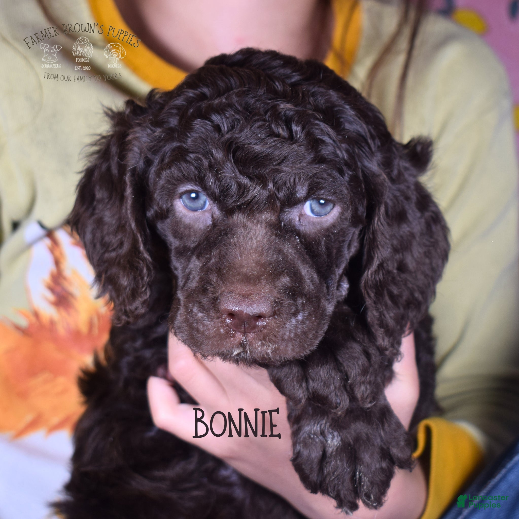 Mixed Breed dogs Bonnie - Ad 2