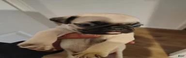 Pug Puppy 2