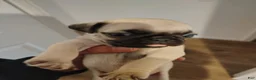Pug dogs for sale: Pug Puppy 2 - Ad 1