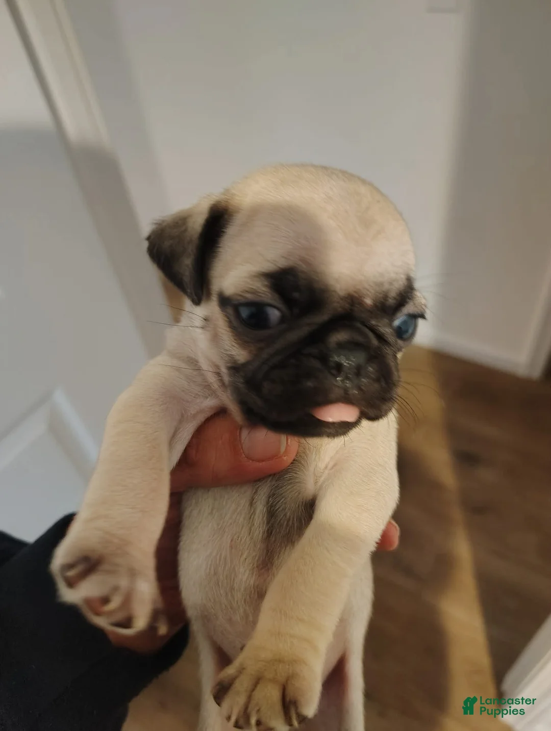 Pug dogs for sale: Pug Puppy 2 - Ad 1