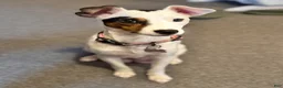 Jack Russell Terrier dogs for sale: Puppy 1 - Ad 5