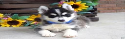 Pomsky dogs for sale: Parker  - Ad 6