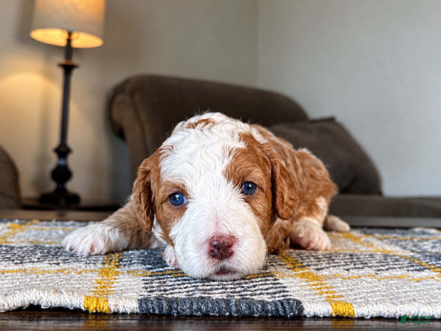 Mixed Breed dogs Red/Apricot-Blonde Micro Bernedoodle - Ad 1