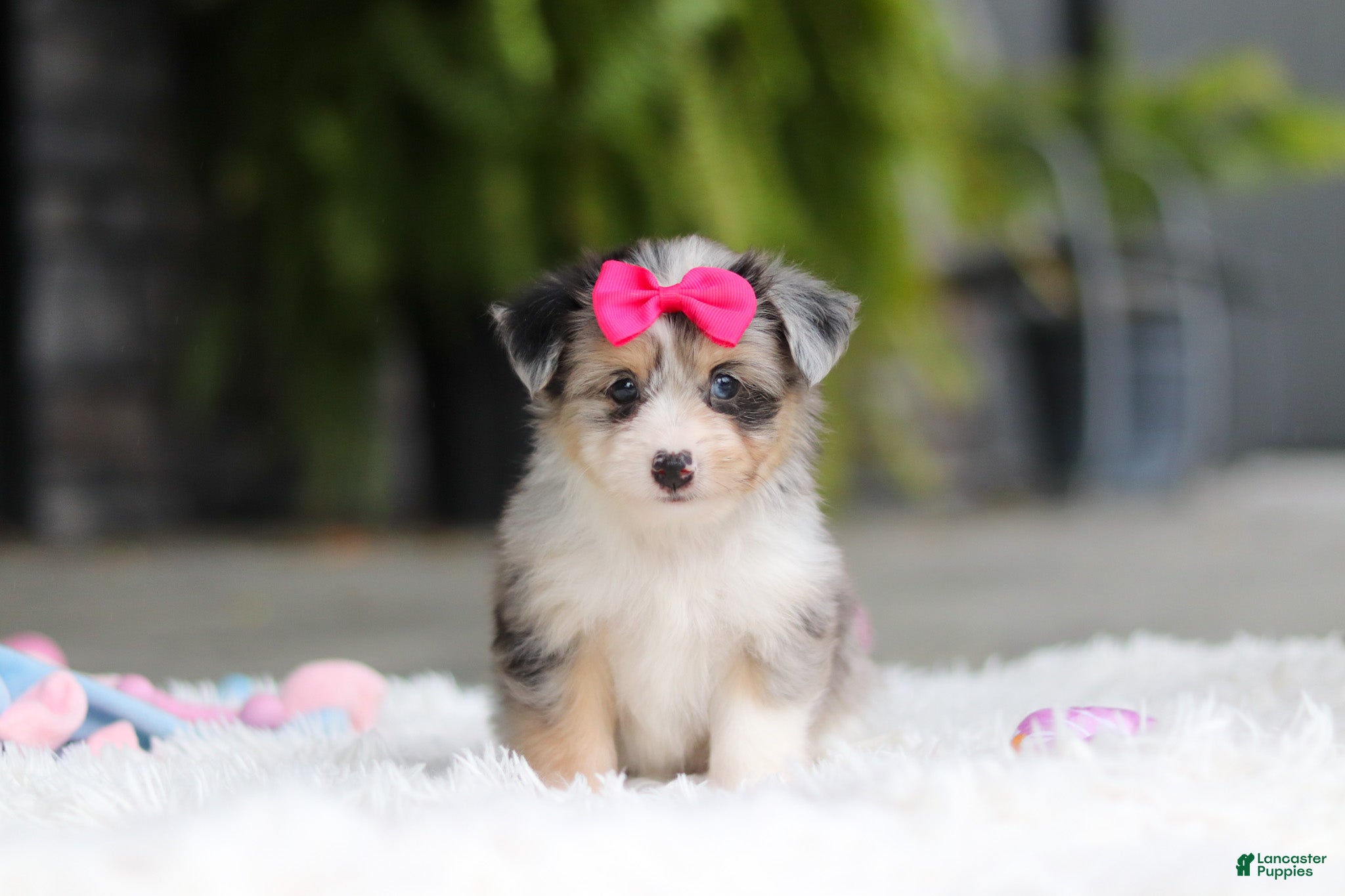 Mixed Breed dogs Ellie - Ad 1