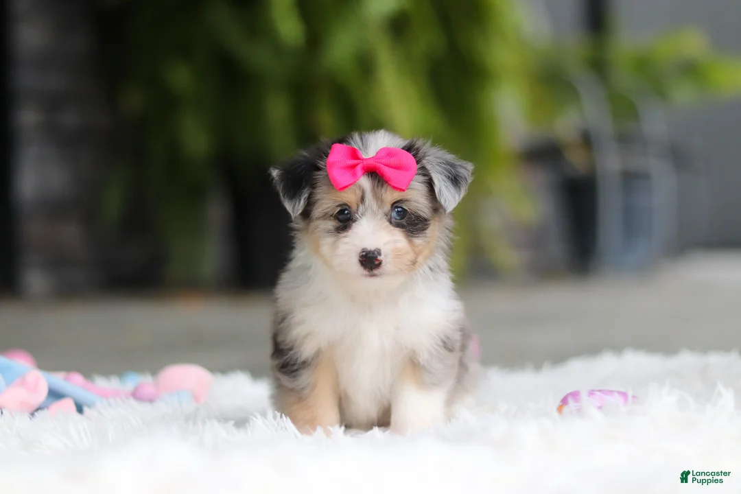 Mixed Breed dogs for sale: Ellie - Ad 1