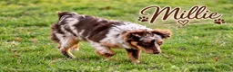 Miniature Australian Shepherd dogs for sale: Cider - Ad 4