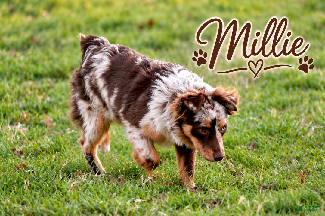 Miniature Australian Shepherd dogs for sale: Cider - Ad 4