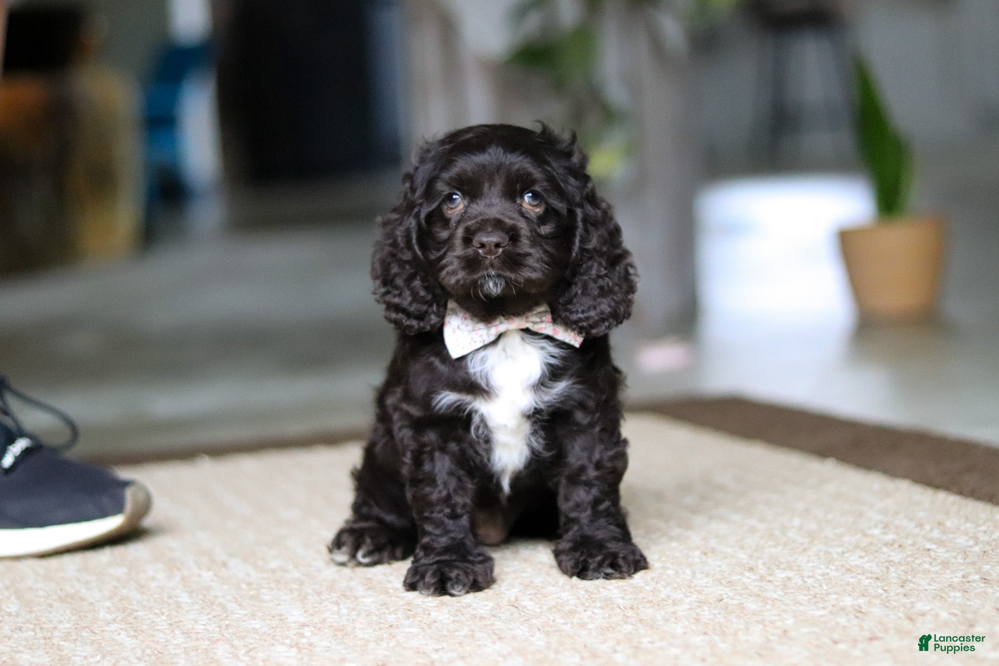 Cocker Spaniel dogs Ellie - Ad 2