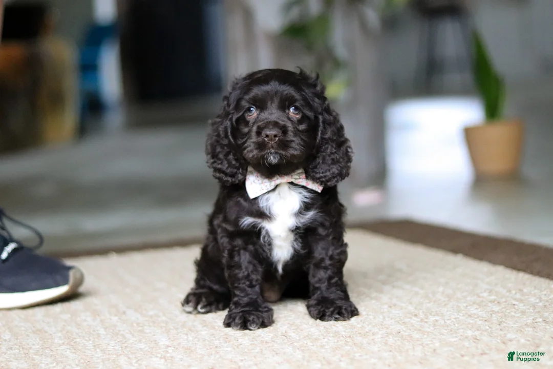 Cocker Spaniel dogs for sale: Ellie - Ad 2